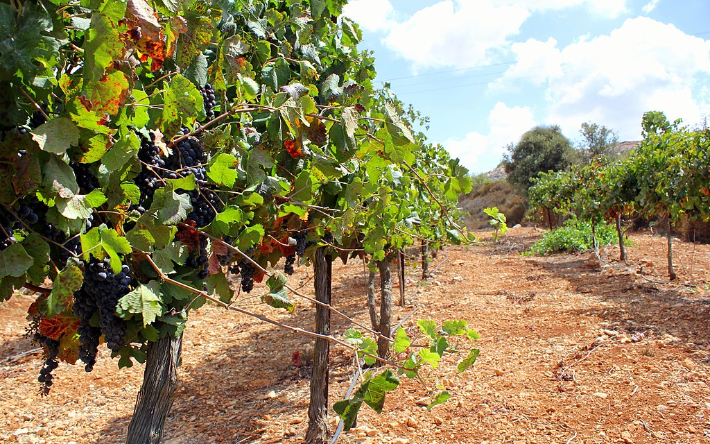 „Weinberg in Gush Etzion“, fotografiert von Yair Aronshtam – Lizenz: CC BY-SA 2.0.