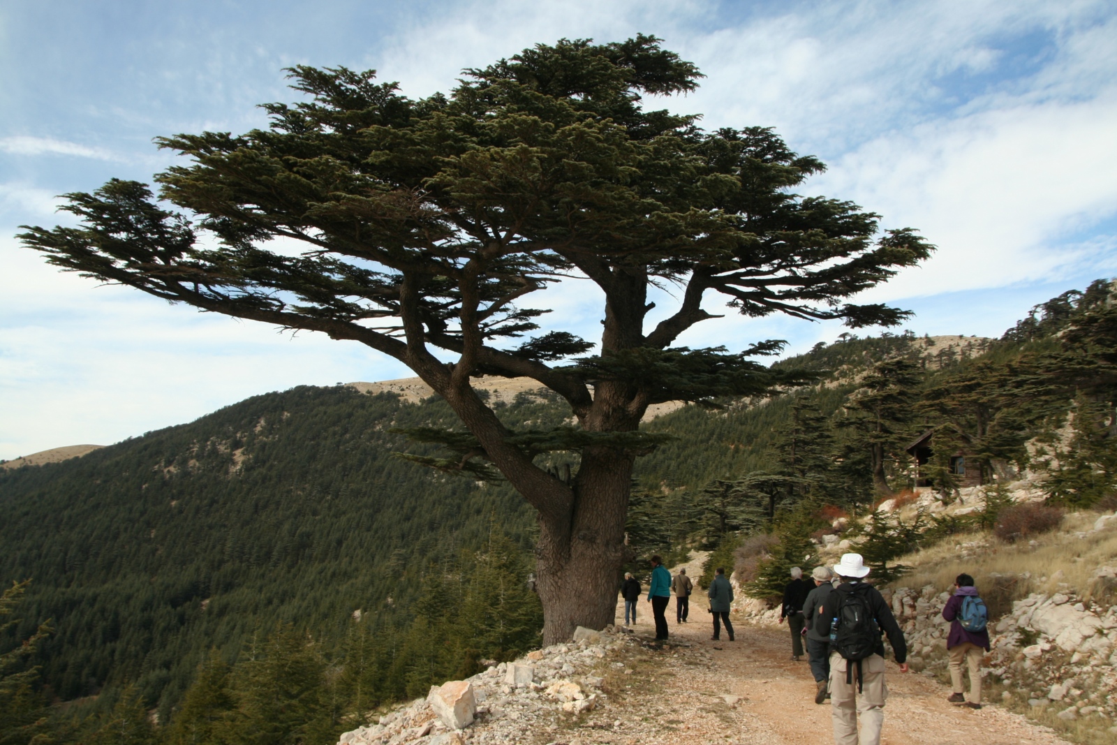 „Cedrus libani, Susuz Dag, Turkey“, fotografiert von wildlifetravel. Lizenz: CC BY-NC 2.0.