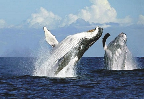 "Humpback Whales", fotografiert von: realadventures. Lizenz: CC BY-NC-ND 2.0.