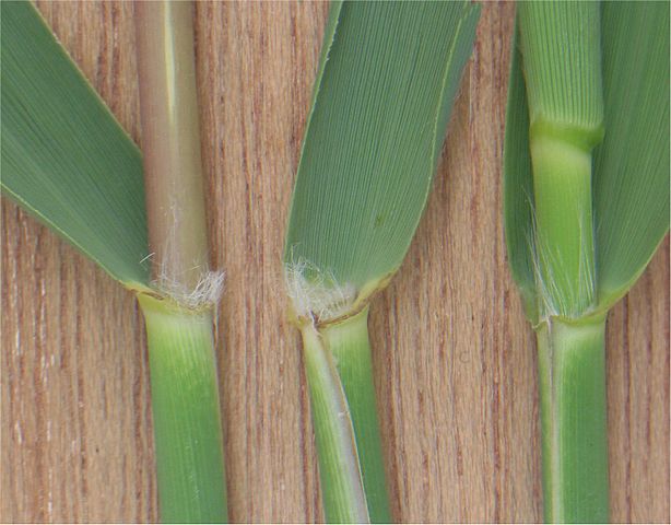 Phragmites australis ligula, fotografiert von Rasbak – Lizenz: CC BY-SA 3.0