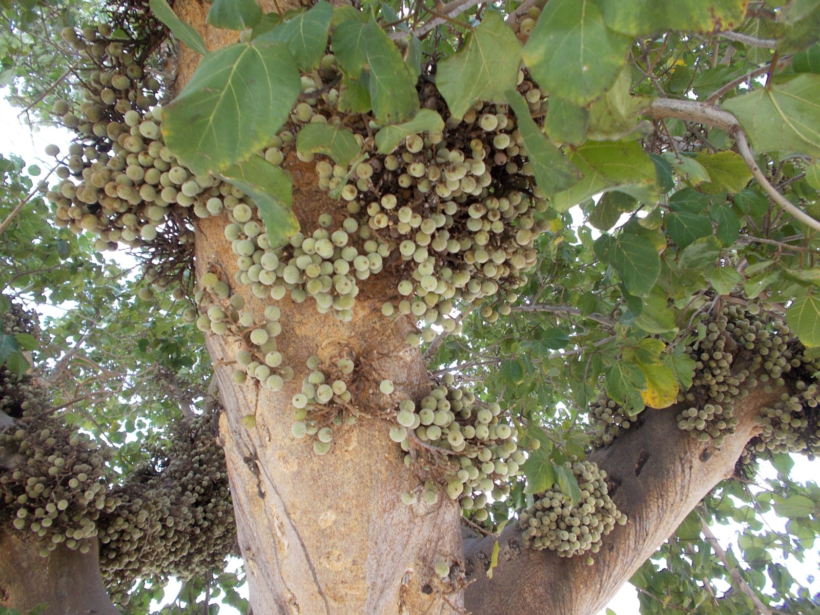 „Ficus sycomorus in Tel Aviv-Yafo“, fotografiert von Biberbaer. Lizenz: CC BY-SA 4.0.