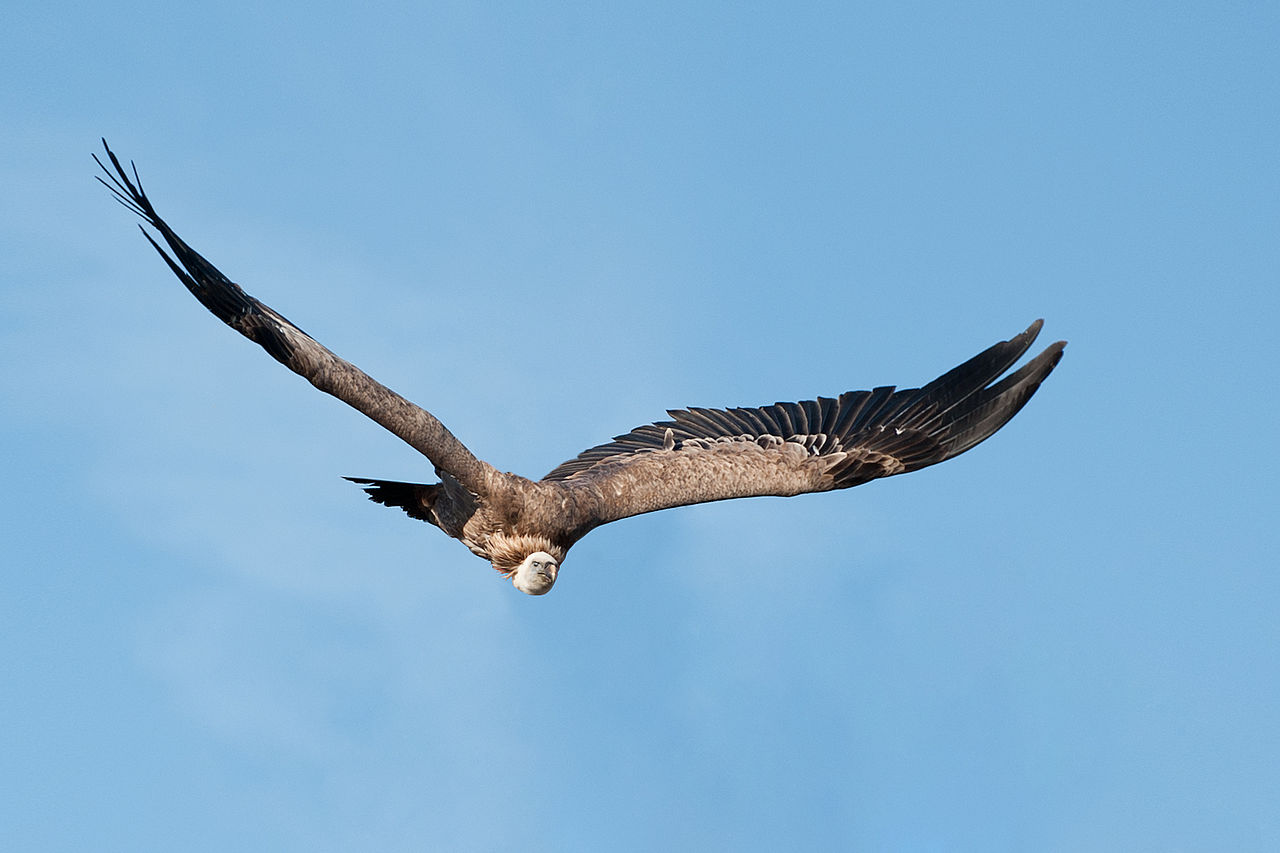 „Ein Gänsegeier im Anflug auf einen Falkner, aufgenommen im Zoo d'Amnéville“, fotografiert von Stefan Krause – Lizenz: CC 3.0. 