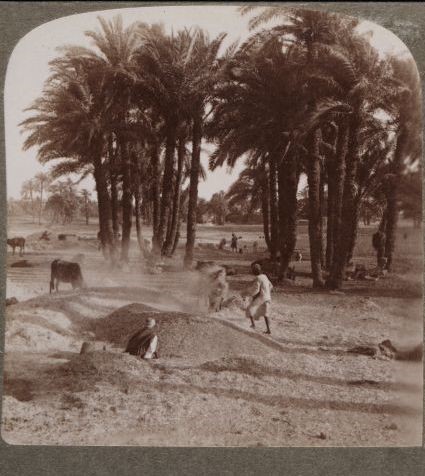 Travelers in the Middle East Archive (TIMEA) 5602: The Winnowing of the grain after the threshing, Stereograh 1904. Aus der Sammlung von Dr. Paula Sanders, Rice University - Lizenz: gemeinfrei.