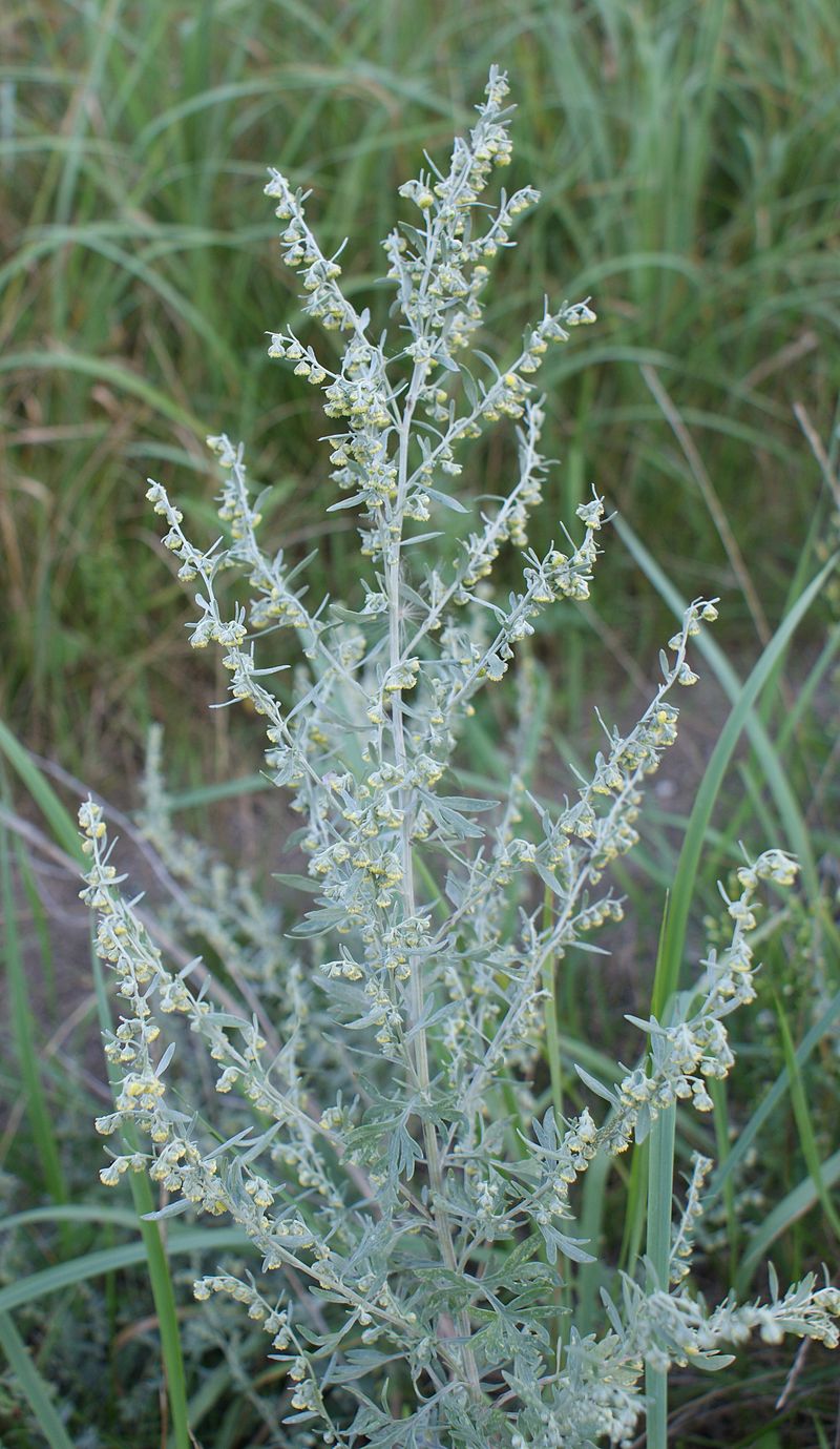 Wermut (Artemisia absinthium), CC BY-SA 4.0