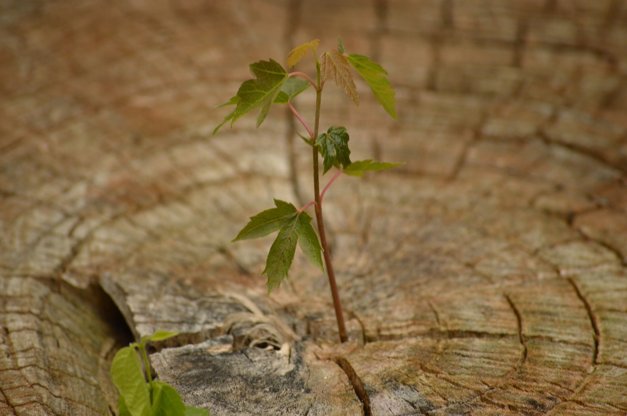 „Growth, Plant“, fotografiert von ctvgs – Lizenz: pixabay.com