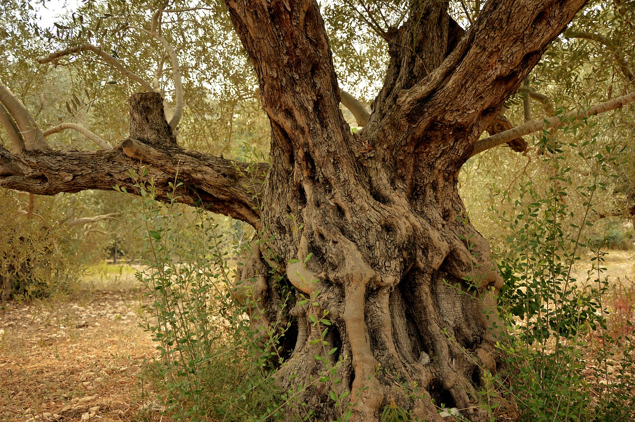  Olivenbaum, fotografiert von Peggychoucair. Lizenz: Pixabay Lizenz.