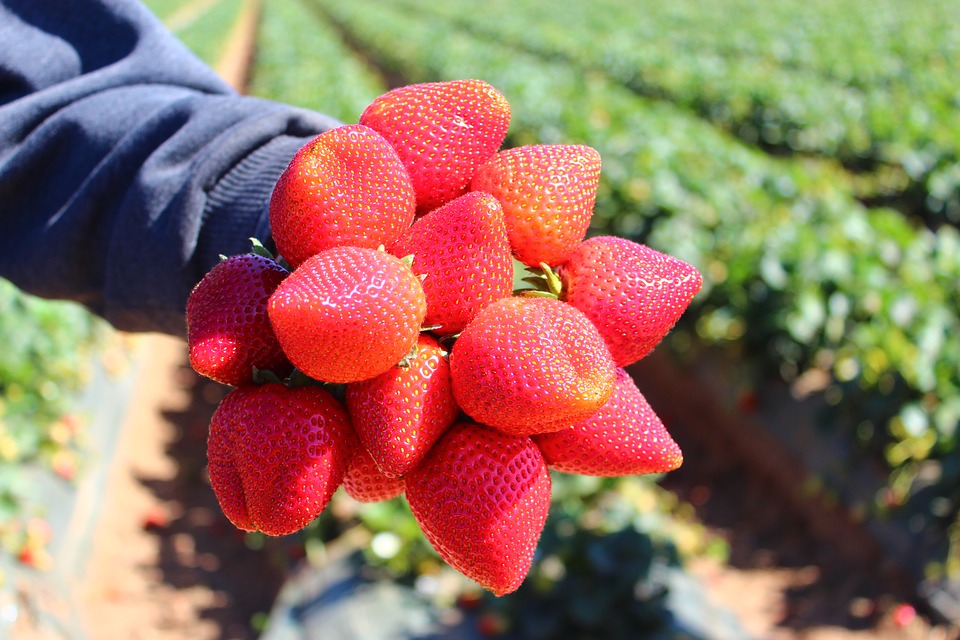 Erdbeerfeld mit Früchten; Pixabay License