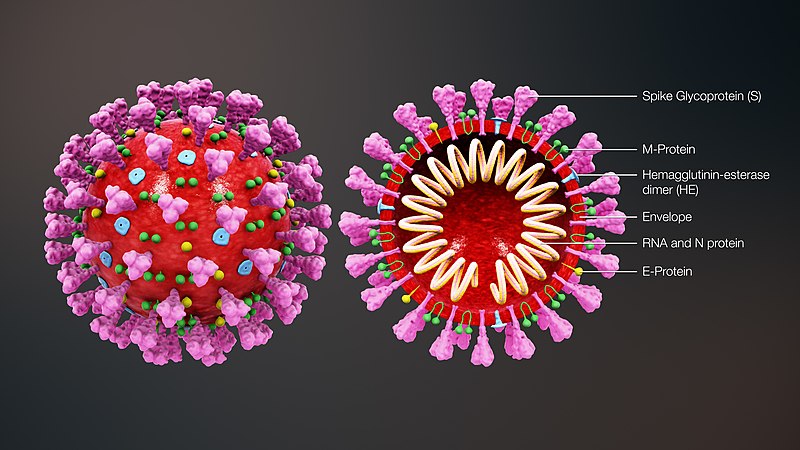 3D medical animation still shot showing the structure of a coronavirus, CC A-S4.0, https://www.scientificanimations.com